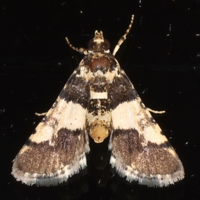 Nacoleia mesochlora (Pied Crambid) at Ainslie, ACT - 15 Mar 2021 by jbromilow50