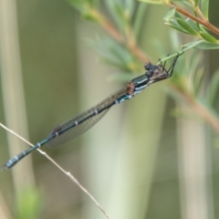 Austrolestes psyche (Cup Ringtail) at Tidbinbilla Nature Reserve - 17 Mar 2021 by SWishart