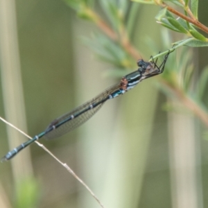 Austrolestes psyche at Paddys River, ACT - 17 Mar 2021 01:03 PM