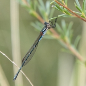 Austrolestes psyche at Paddys River, ACT - 17 Mar 2021 01:03 PM