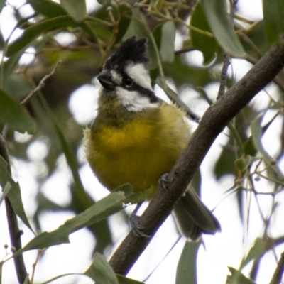 Falcunculus frontatus (Eastern Shrike-tit) at Tidbinbilla Nature Reserve - 17 Mar 2021 by SWishart