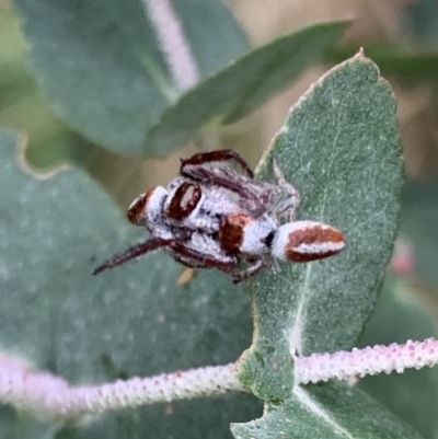 Opisthoncus sp. (genus) (Opisthoncus jumping spider) at Murrumbateman, NSW - 21 Feb 2021 by SimoneC