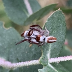 Opisthoncus sp. (genus) (Unidentified Opisthoncus jumping spider) at Murrumbateman, NSW - 21 Feb 2021 by SimoneC