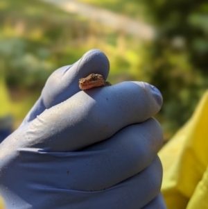 Christinus marmoratus at Wodonga, VIC - 15 Mar 2021 09:34 AM