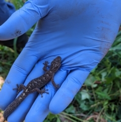 Christinus marmoratus at Wodonga, VIC - 15 Mar 2021