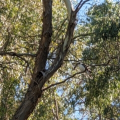 Dacelo novaeguineae (Laughing Kookaburra) at Wodonga - 14 Mar 2021 by ChrisAllen