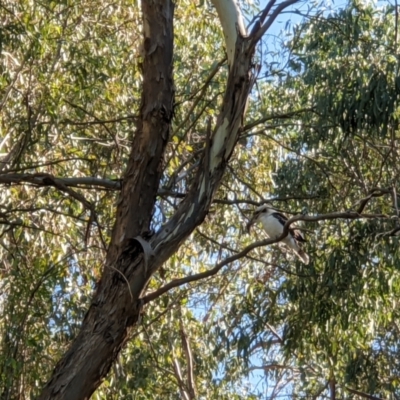 Dacelo novaeguineae (Laughing Kookaburra) at Wodonga, VIC - 14 Mar 2021 by ChrisAllen