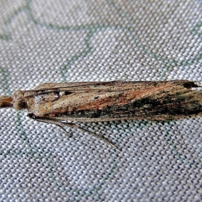 Faveria tritalis (Couchgrass Webworm) at Crooked Corner, NSW - 22 Feb 2010 by Milly