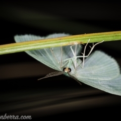 Geometrinae (subfamily) (subfamily, Emeralds) at Bimberi, NSW - 6 Mar 2021 by JonSteinbeck