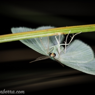 Geometrinae (subfamily) (subfamily, Emeralds) at Bimberi, NSW - 6 Mar 2021 by JonSteinbeck