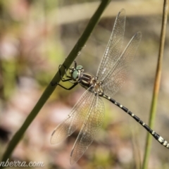 Eusynthemis virgula (Golden Tigertail) at Brindabella, NSW - 6 Mar 2021 by JonSteinbeck