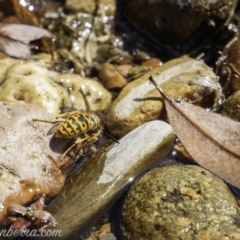 Vespula germanica (European Wasp, German Yellowjacket Wasp) at Brindabella, NSW - 6 Mar 2021 by JonSteinbeck
