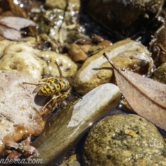 Vespula germanica (European wasp) at Brindabella, NSW - 6 Mar 2021 by BIrdsinCanberra