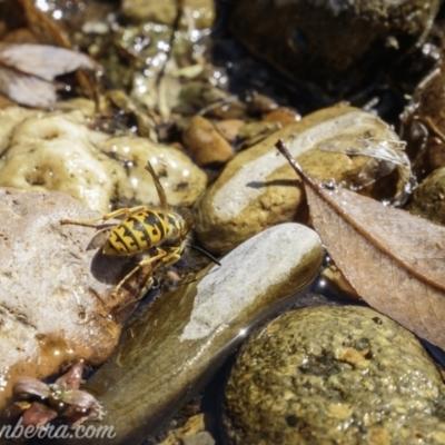 Vespula germanica (European wasp) at Brindabella, NSW - 6 Mar 2021 by BIrdsinCanberra