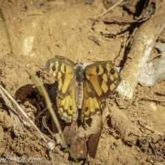 Geitoneura klugii (Marbled Xenica) at Goobarragandra, NSW - 6 Mar 2021 by JonSteinbeck