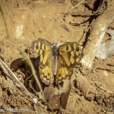 Geitoneura klugii (Marbled Xenica) at Goobarragandra, NSW - 6 Mar 2021 by JonSteinbeck