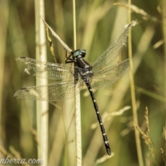 Eusynthemis guttata (Southern Tigertail) at Bimberi, NSW - 6 Mar 2021 by JonSteinbeck