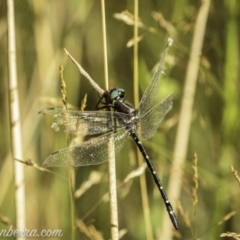 Eusynthemis guttata at Bimberi, NSW - 6 Mar 2021