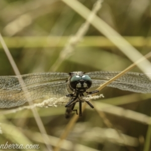 Eusynthemis guttata at Bimberi, NSW - 6 Mar 2021