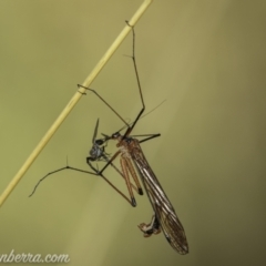 Harpobittacus australis (Hangingfly) at Kosciuszko National Park - 6 Mar 2021 by BIrdsinCanberra