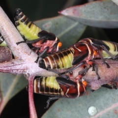 Eurymeloides punctata (Gumtree hopper) at Ainslie, ACT - 15 Mar 2021 by jbromilow50