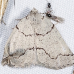 Amelora goniota (Flecked Cape-moth (Ennominae)) at Paddys River, ACT - 12 Mar 2021 by kasiaaus