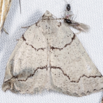 Amelora goniota (Flecked Cape-moth (Ennominae)) at Paddys River, ACT - 12 Mar 2021 by kasiaaus