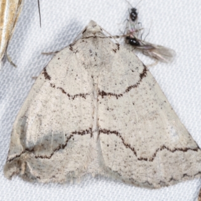 Amelora goniota (Flecked Cape-moth) at Paddys River, ACT - 12 Mar 2021 by kasiaaus