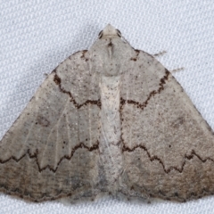 Amelora goniota (Flecked Cape-moth) at Paddys River, ACT - 12 Mar 2021 by kasiaaus