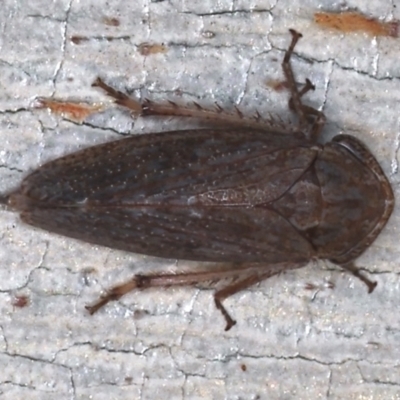 Putoniessa neboissi (Leafhopper) at Majura, ACT - 15 Mar 2021 by jb2602