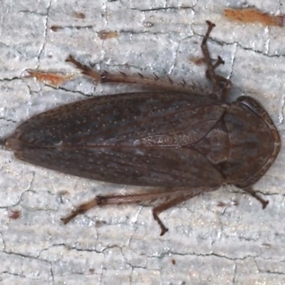 Unidentified Leafhopper or planthopper (Hemiptera, several families) at Majura, ACT - 15 Mar 2021 by jbromilow50