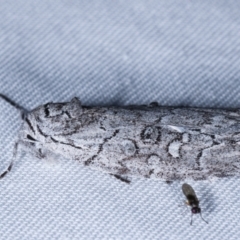 Elesma subglauca at Paddys River, ACT - 12 Mar 2021