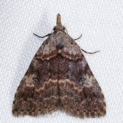 Alapadna pauropis (Variable Spot-wing) at Tidbinbilla Nature Reserve - 12 Mar 2021 by kasiaaus