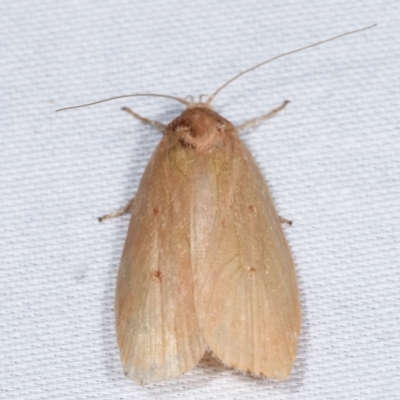 Oecophoridae (family) (Unidentified Oecophorid concealer moth) at Tidbinbilla Nature Reserve - 12 Mar 2021 by kasiaaus