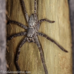 Unidentified Huntsman spider (Sparassidae) (TBC) at Bimberi, NSW - 6 Mar 2021 by BIrdsinCanberra