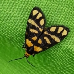 Asura lydia (Lydia Lichen Moth) at Majura, ACT - 17 Mar 2021 by sbittinger