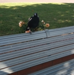 Gymnorhina tibicen (Australian Magpie) at Nicholls, ACT - 16 Mar 2021 by smidgy