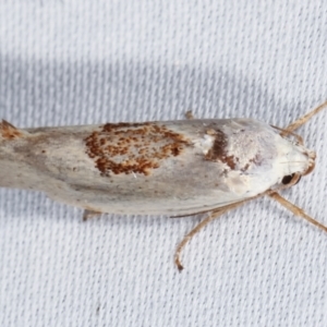 Tymbophora peltastis at Paddys River, ACT - 12 Mar 2021 10:11 PM