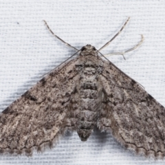 Psilosticha pristis (Little Brown Bark Moth) at Paddys River, ACT - 12 Mar 2021 by kasiaaus