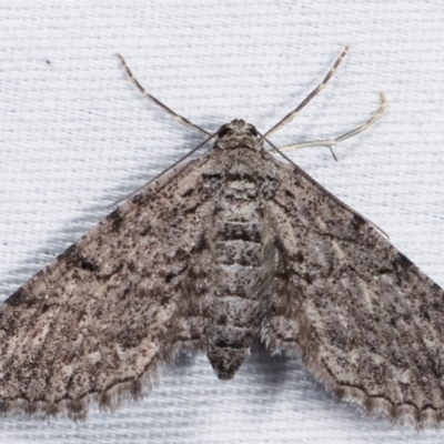 Psilosticha pristis (Little Brown Bark Moth) at Tidbinbilla Nature Reserve - 12 Mar 2021 by kasiaaus