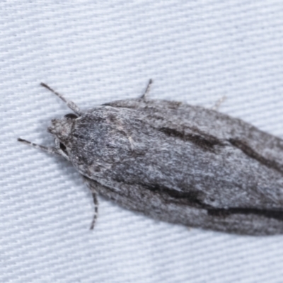 Agriophara platyscia (A Concealer moth) at Tidbinbilla Nature Reserve - 12 Mar 2021 by kasiaaus