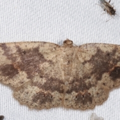 Casbia melanops (Pomaderris Moth) at Tidbinbilla Nature Reserve - 12 Mar 2021 by kasiaaus