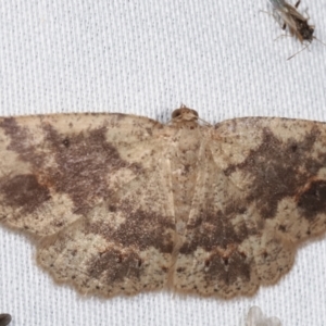 Casbia melanops at Paddys River, ACT - 12 Mar 2021