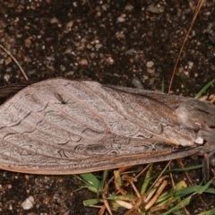 Abantiades (genus) (A Swift or Ghost moth) at Tidbinbilla Nature Reserve - 12 Mar 2021 by kasiaaus