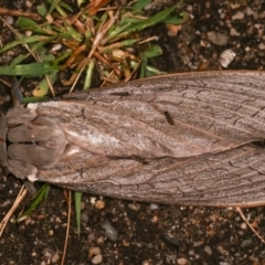 Abantiades (genus) at Paddys River, ACT - 12 Mar 2021