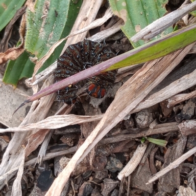 Apina callisto (Pasture Day Moth) at Amaroo, ACT - 30 Jul 2020 by smidgy