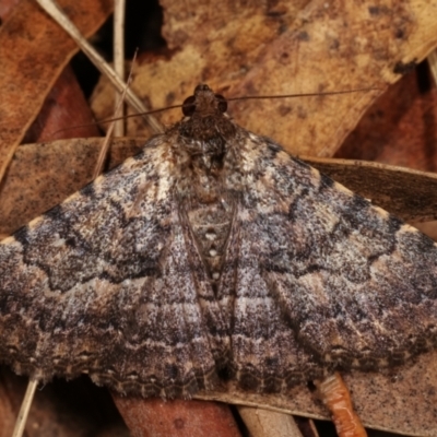 Diatenes aglossoides (An Erebid Moth) at Tidbinbilla Nature Reserve - 12 Mar 2021 by kasiaaus