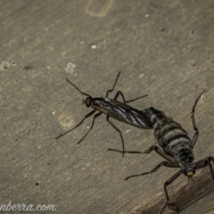 Boreoides subulatus (Wingless Soldier Fly) at Cooleman, NSW - 7 Mar 2021 by JonSteinbeck