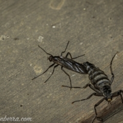 Boreoides subulatus (Wingless Soldier Fly) at Cooleman, NSW - 7 Mar 2021 by BIrdsinCanberra