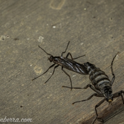 Boreoides subulatus (Wingless Soldier Fly) at Cooleman, NSW - 6 Mar 2021 by BIrdsinCanberra